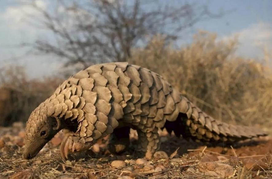 穿山甲机器人简介,体内穿山甲微型机器人