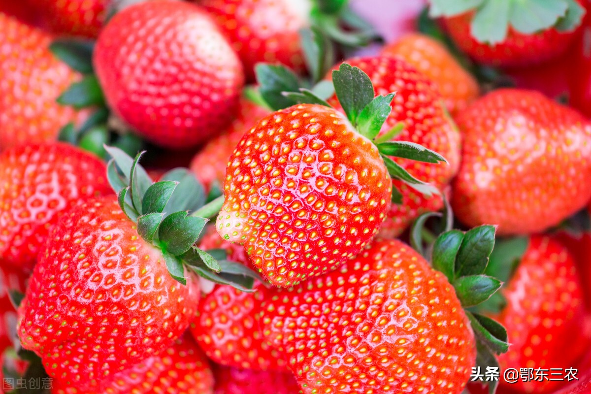 韩国草莓的价格,丹东草莓价格多少钱一斤