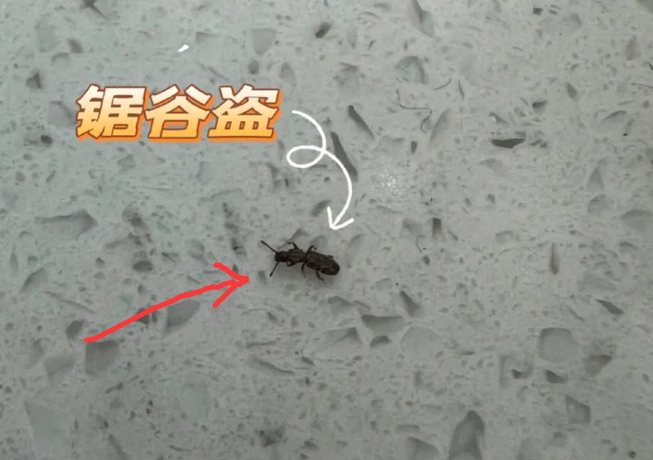 房间里有谷盗怎么消灭,如何消灭家里的谷蠹