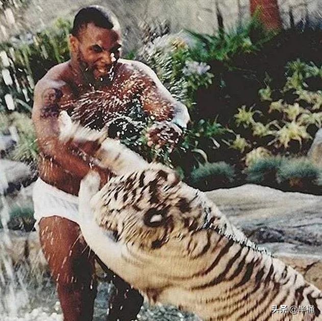 老虎在哪个地方比较有利自己,老虎的软肋是什么