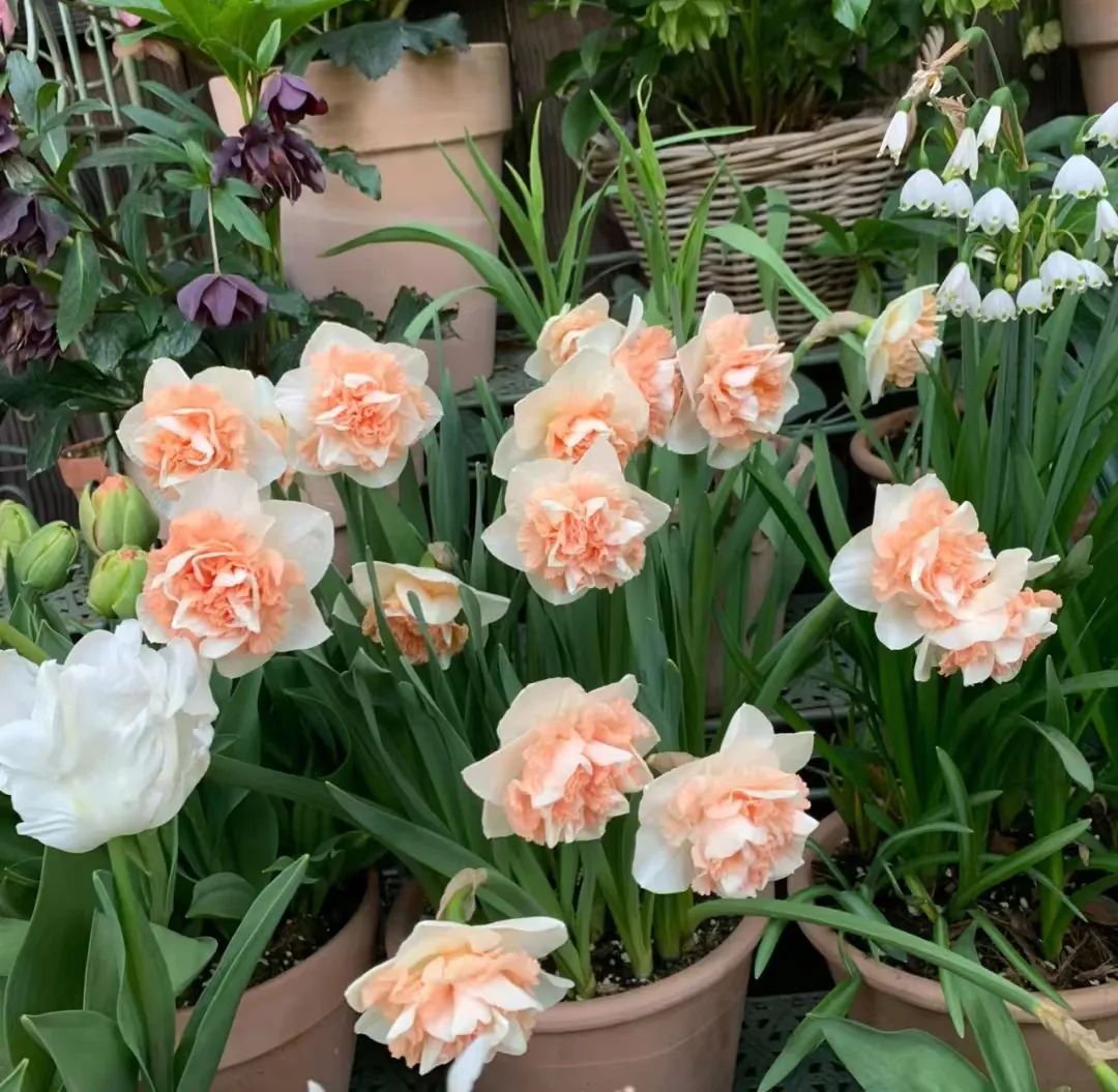 球根类花卉有哪些比较好养,有哪些好看的球根花卉盆栽