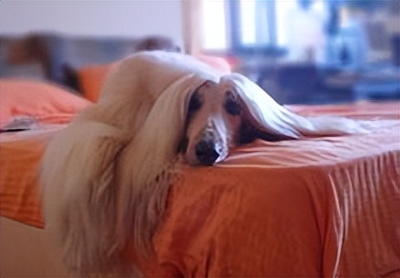 养巨型贵宾犬费钱吗哪方面费钱,一般巨型贵宾犬多少钱一只幼犬