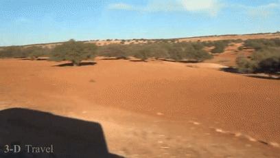 摩洛哥上树的羊,摩洛哥踢足球厉害吗