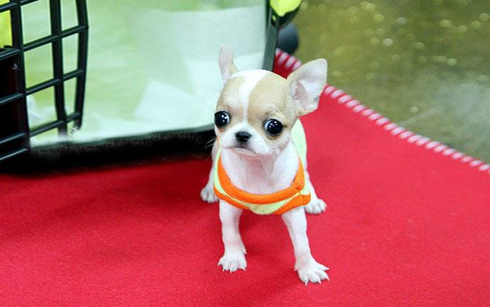 体型最小的吉娃娃狗,吉娃娃是世界上最小的狗吗