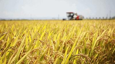 中国农民丰收节物化标识系统怎么设计？请您来支招