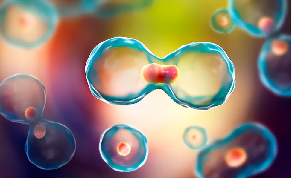 干细胞与免疫细胞究竟有何不同,干细胞与免疫细胞讲解