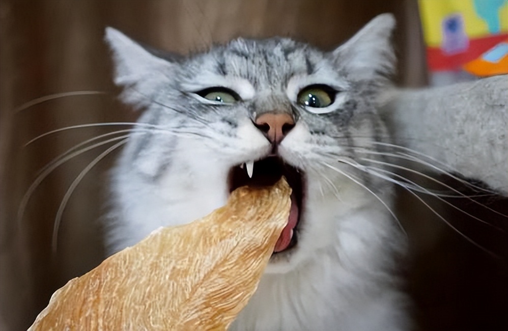 养猫一年后我发现我得了6种病,再次提醒养猫会得这7种病