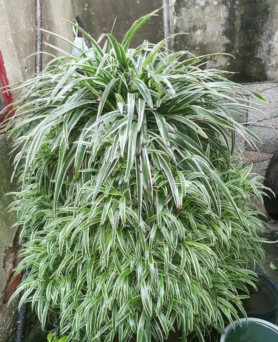 什么花净化空气除甲醛最好,什么花除甲醛效果最好最好养