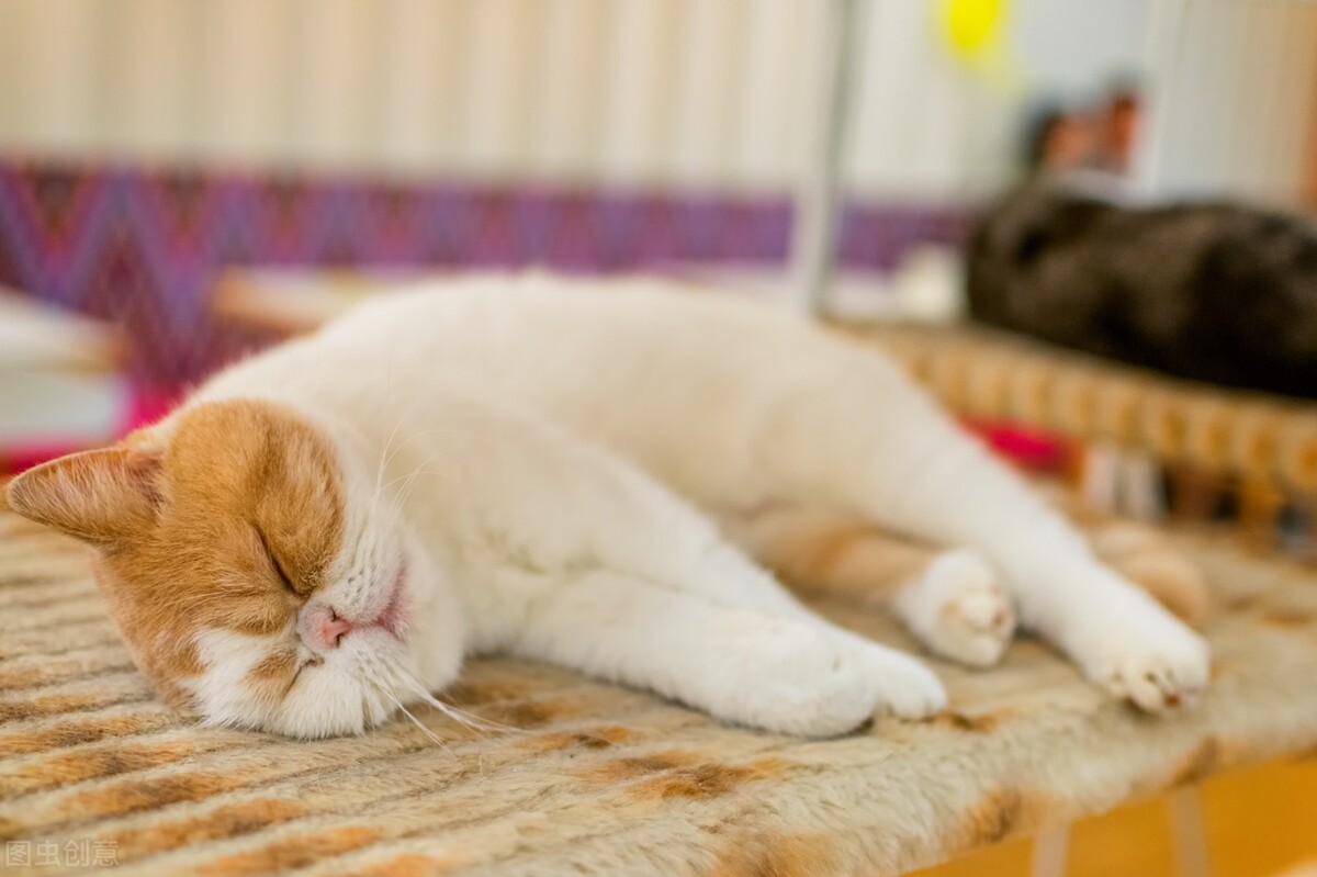 养猫干货视频教程全集,养猫日常好物分享