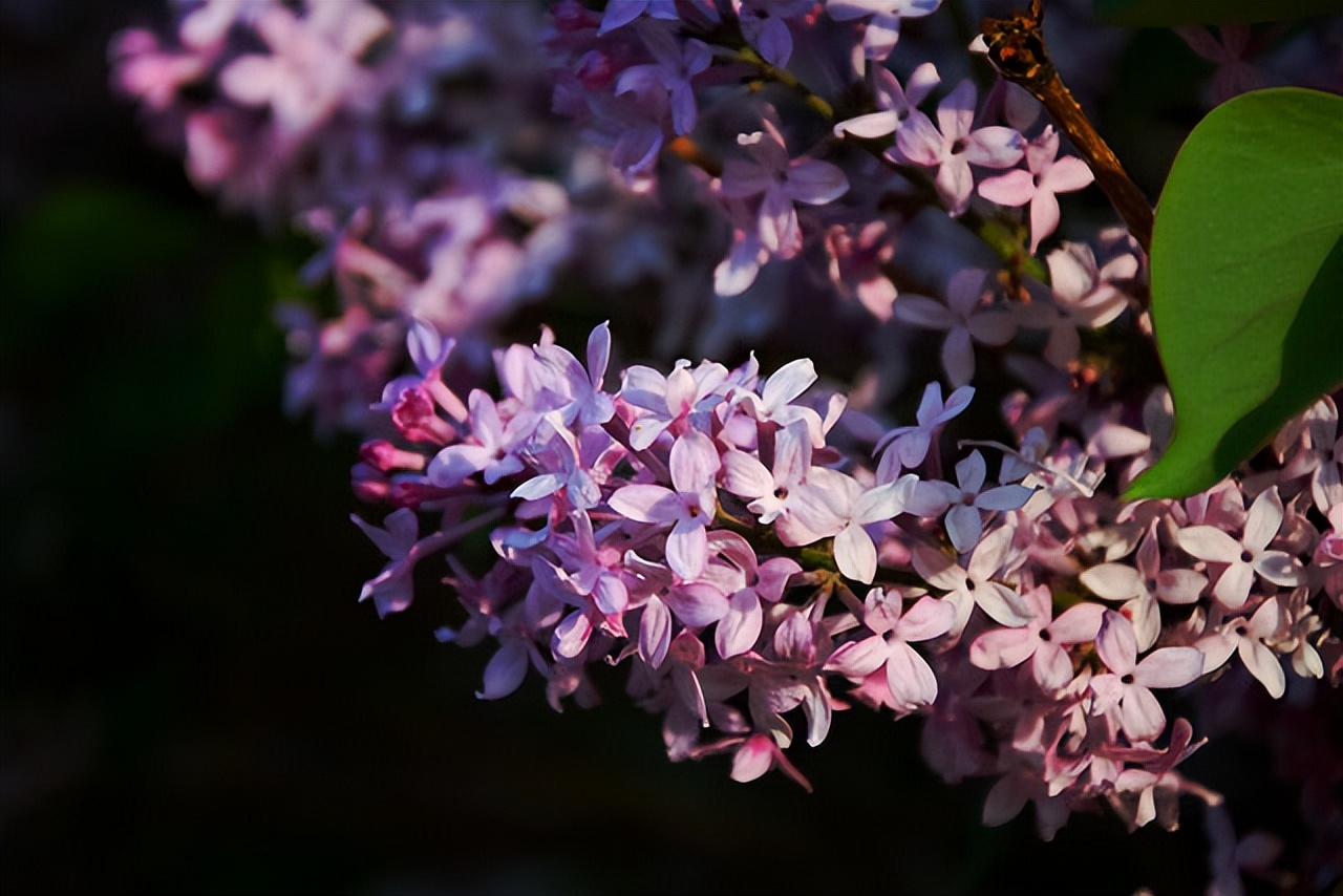 中国各地的市花一览表,中国城市的市花最多的是