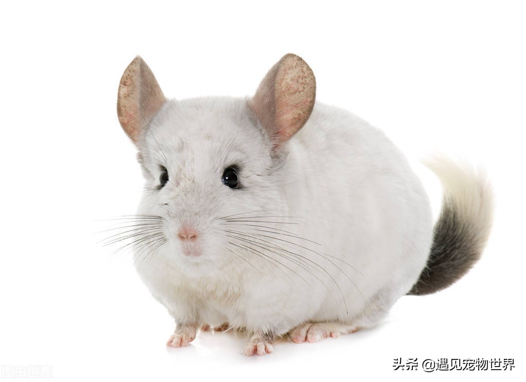 龙猫有几种特点,龙猫的寿命多少年