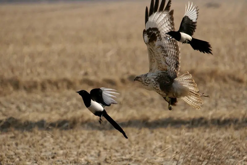 喜鹊的窝杂乱不堪为什么不怕风雪,喜鹊窝搭得乱七八糟为何不怕风雪