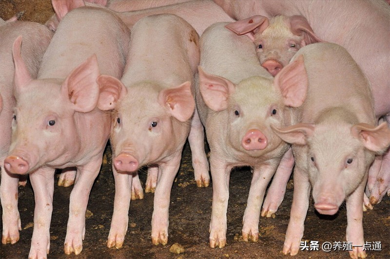 怎么在仔猪中挑后备母猪,种猪猪苗怎么选