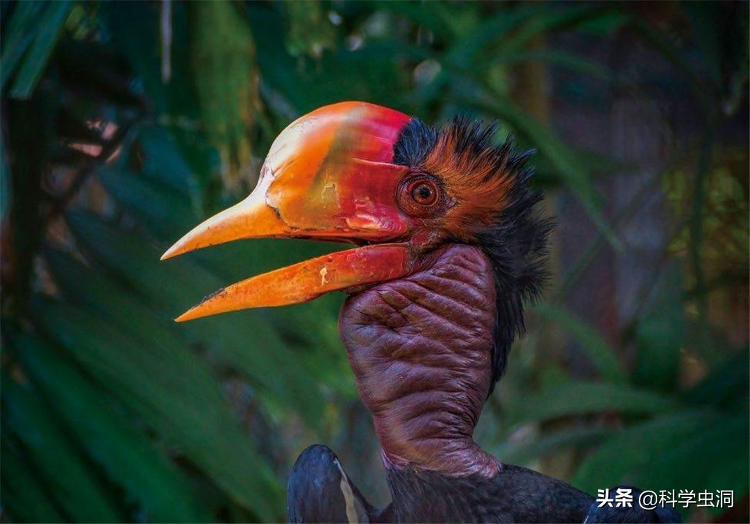 天津一女子买鸟头吊坠被判刑10年,天津女子买吊坠获刑十年