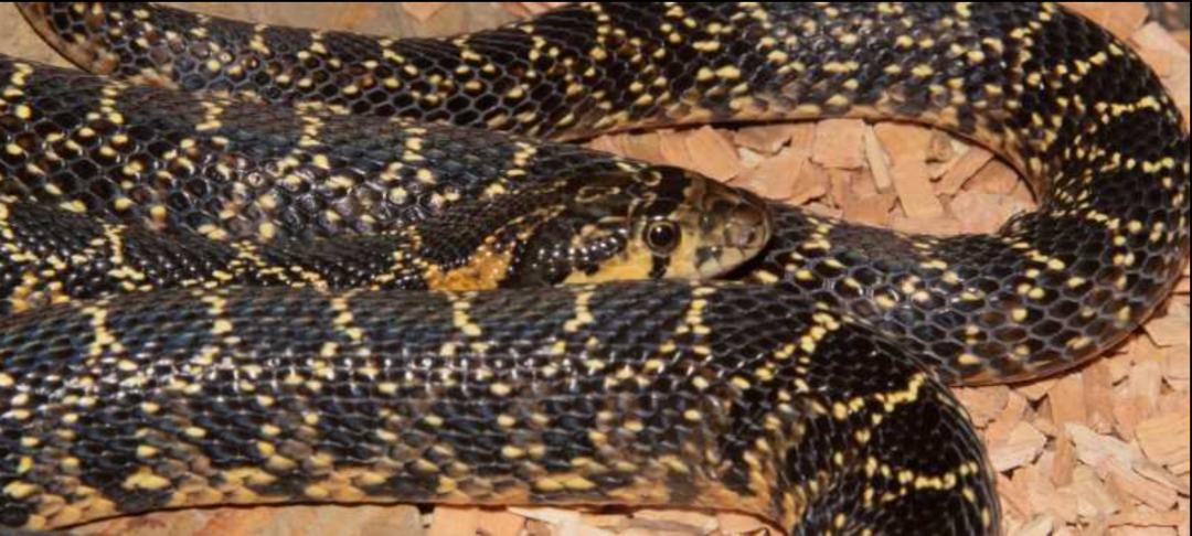 「原来欧洲有这么多种蛇？！」偷师卡塞尔的豢龙大师·下