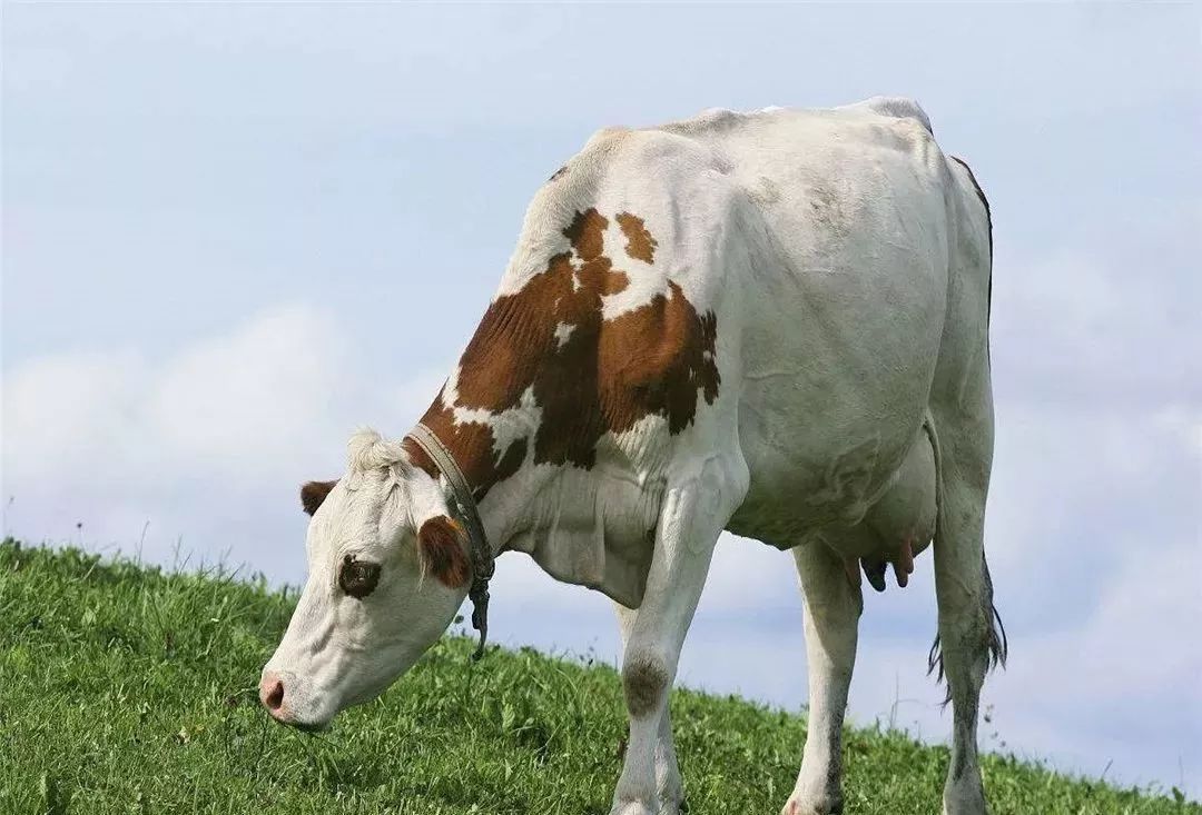 牛流产后怎么治疗最快,牛流产胎衣不下