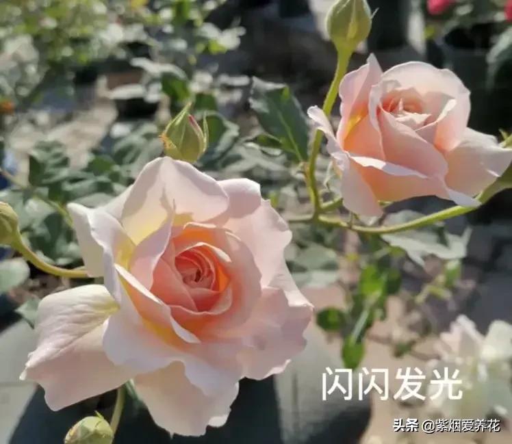 很仙的粉白色的月季品种,天狼月季涵仙