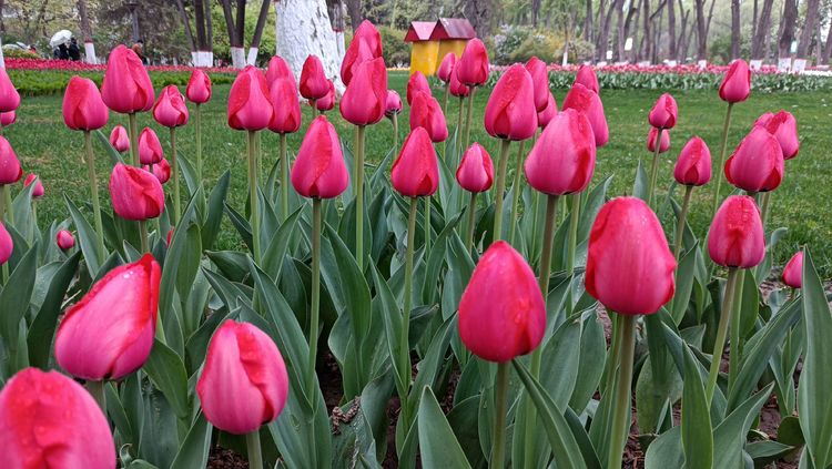 郁金香高贵典雅姿态万千,淡雅郁金香