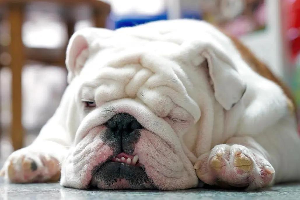 狗狗发出咯咯的声音是怎么回事,狗狗咳咳咳好像卡喉咙似的怎么办