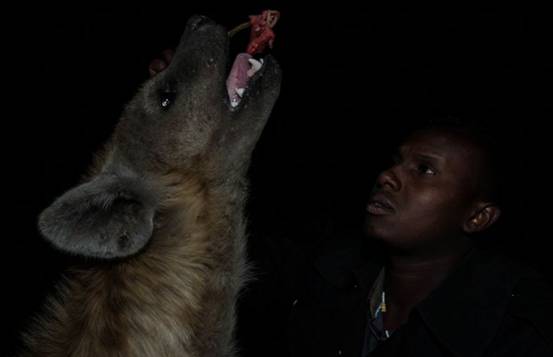 非洲爆发“人狗大战”，斑鬣狗组团袭击人类，为什么要报复我们？