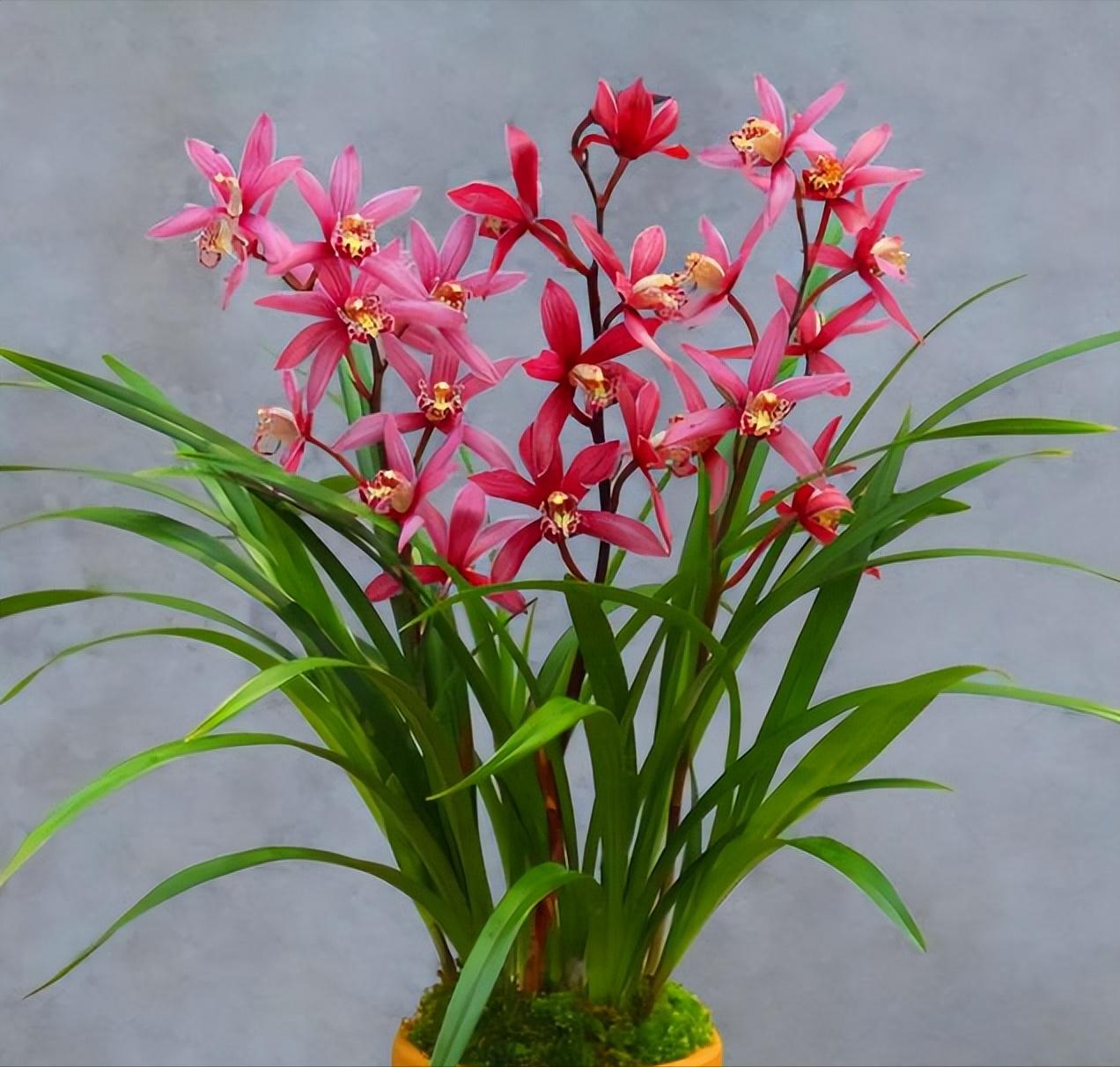 什么花高档大气好养,好养高大上漂亮有寓意的花