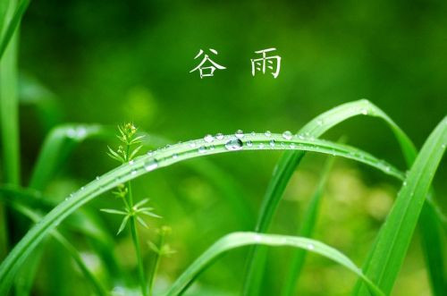 十首谷雨诗词留住最后一抹春色,古诗词名句网谷雨十首最美诗词