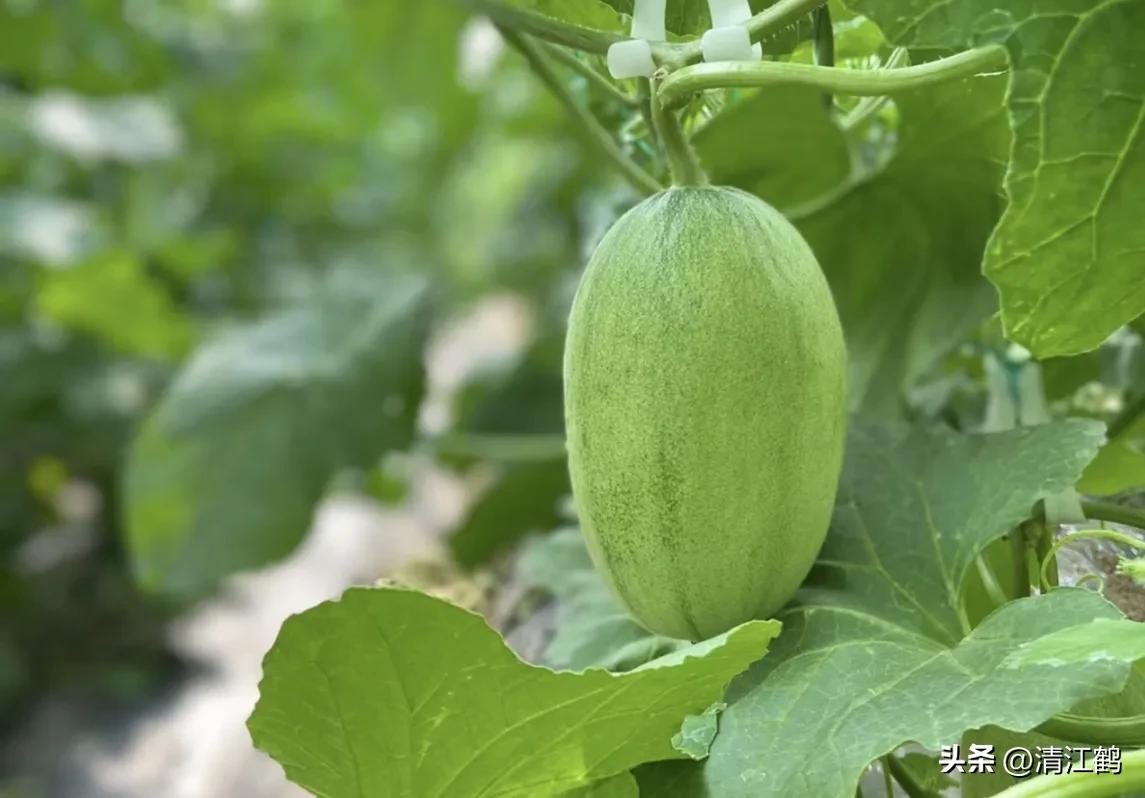 有什么好吃的甜瓜品种适合种植,适合南方种植的黄色厚皮甜瓜品种