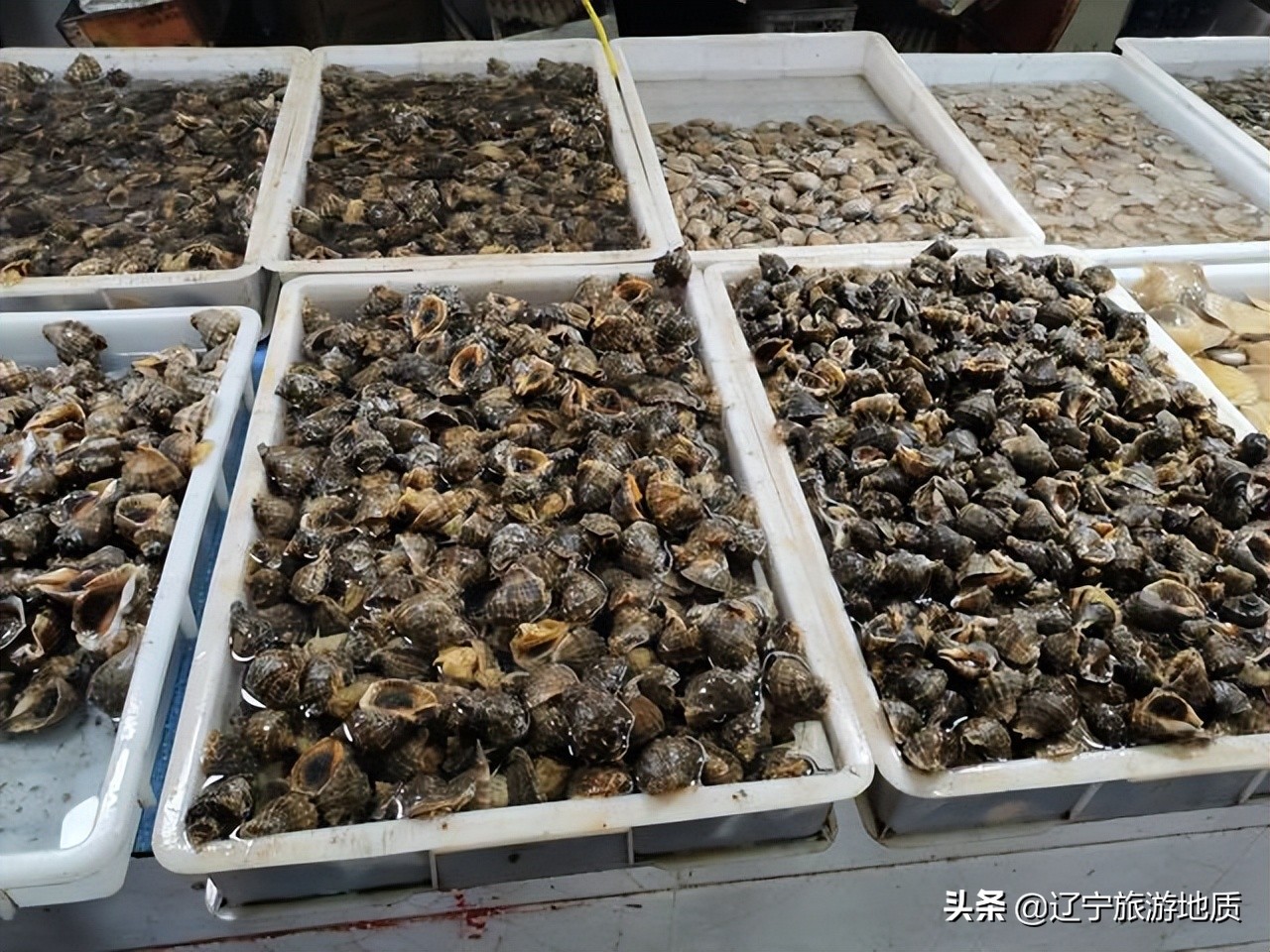 锦州哪的海鲜便宜又实惠,锦州海鲜最便宜