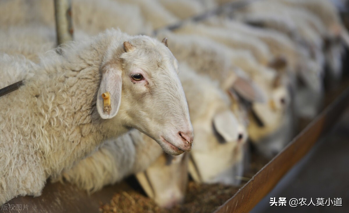 新手搞养殖是养羊还是养牛,养羊和养牛哪个更适合年轻创业