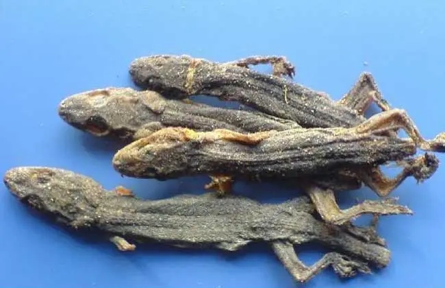 壁虎为什么有毒,为什么有的人会害怕壁虎