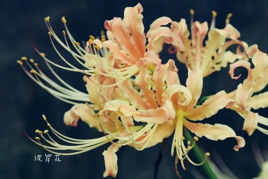 曼珠沙华培育,曼珠沙华要打造什么