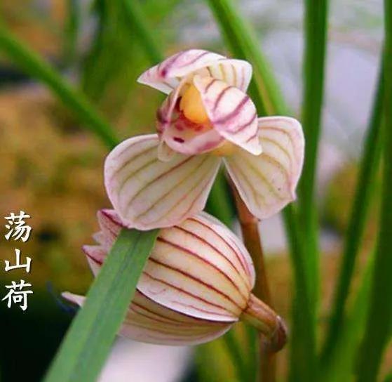 兰花品种大全四川,兰花品种鉴别方法