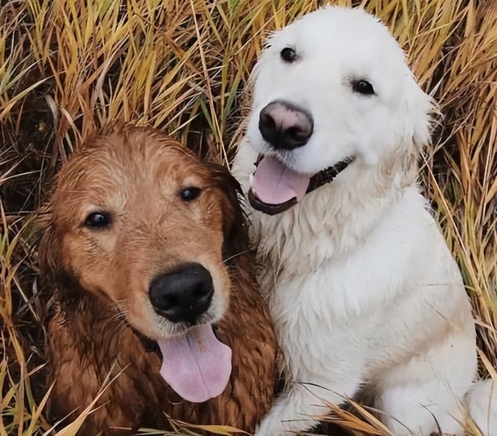 公狗和母狗是怎么交配的,你知道吗?