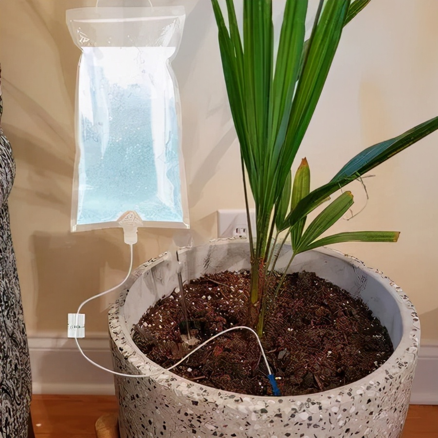 回家过年植物没人浇水怎么办,放假回家植物怎么办