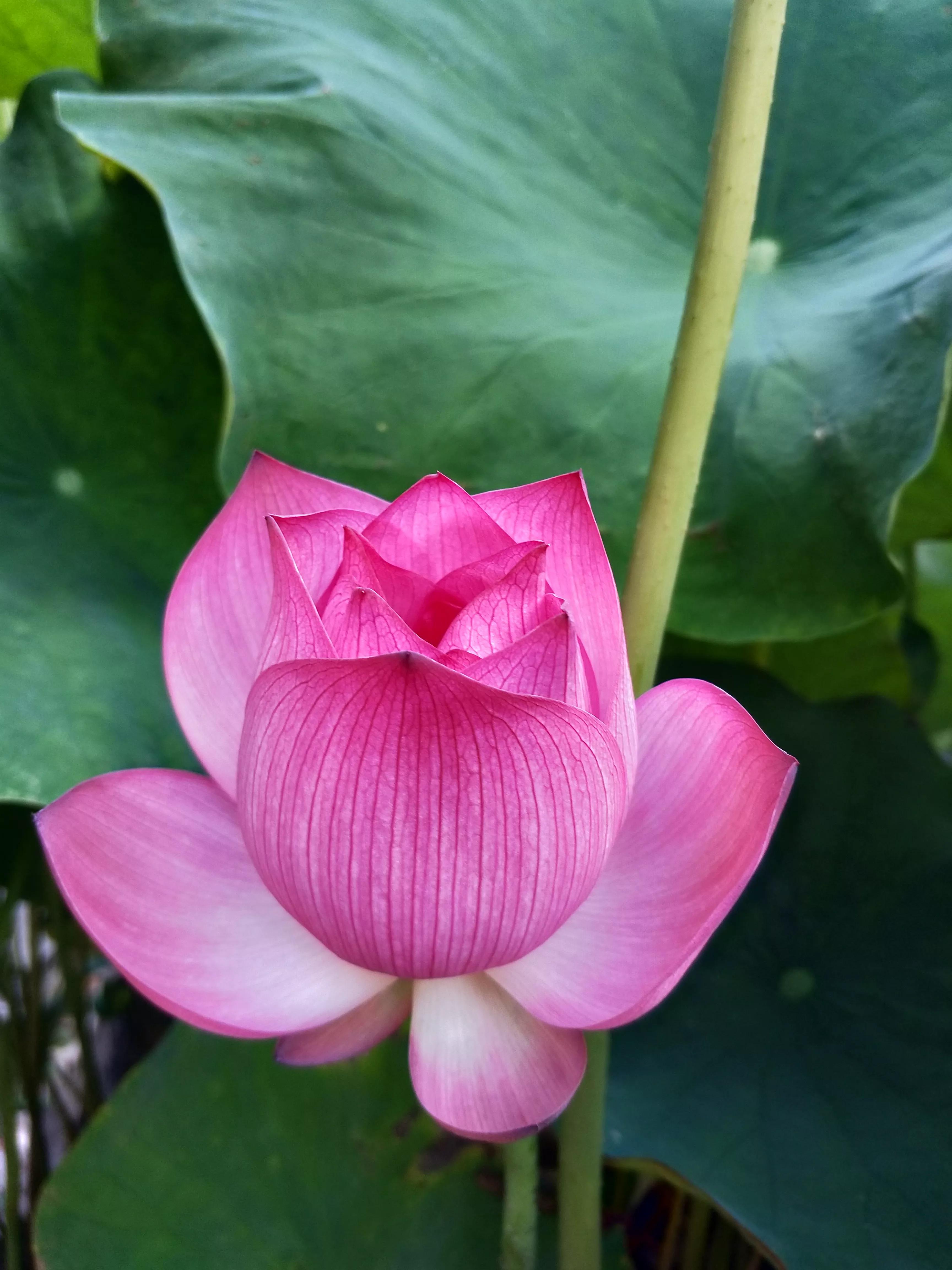 为过世的人祈福的佛语,去寺庙为死去的人祈福