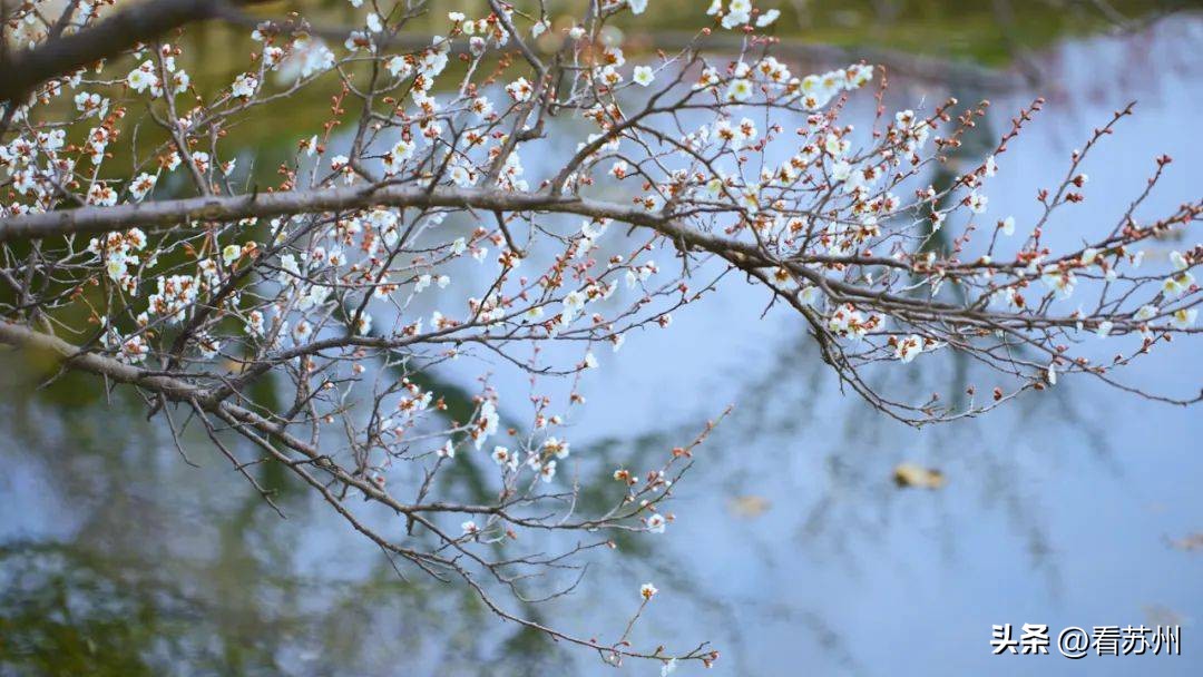 苏州赏梅最好的免费地方,二月初苏州腊梅