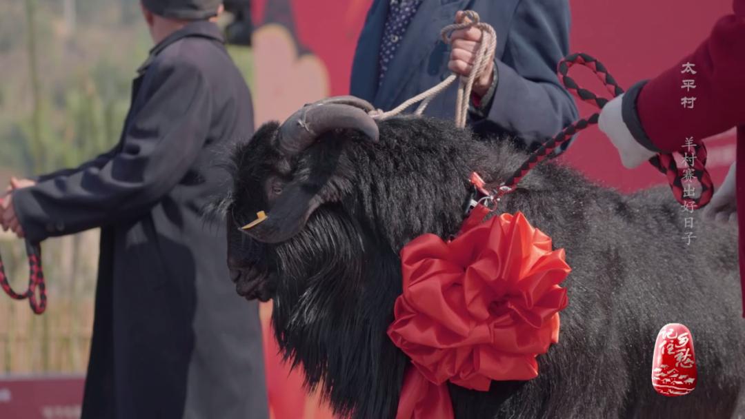 咩咩咩！听羊村“黑宝贝”，奏响山村致富曲