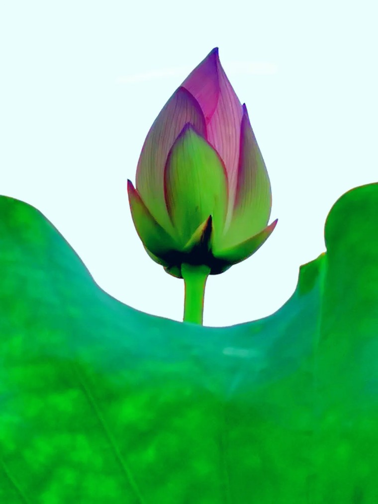 手机拍照：荷香四溢的摄影之旅！（影展点评第656期）