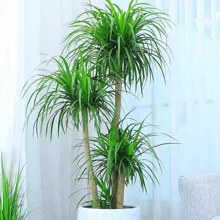 客厅养四种富贵花,家中盆栽什么树好养旺财