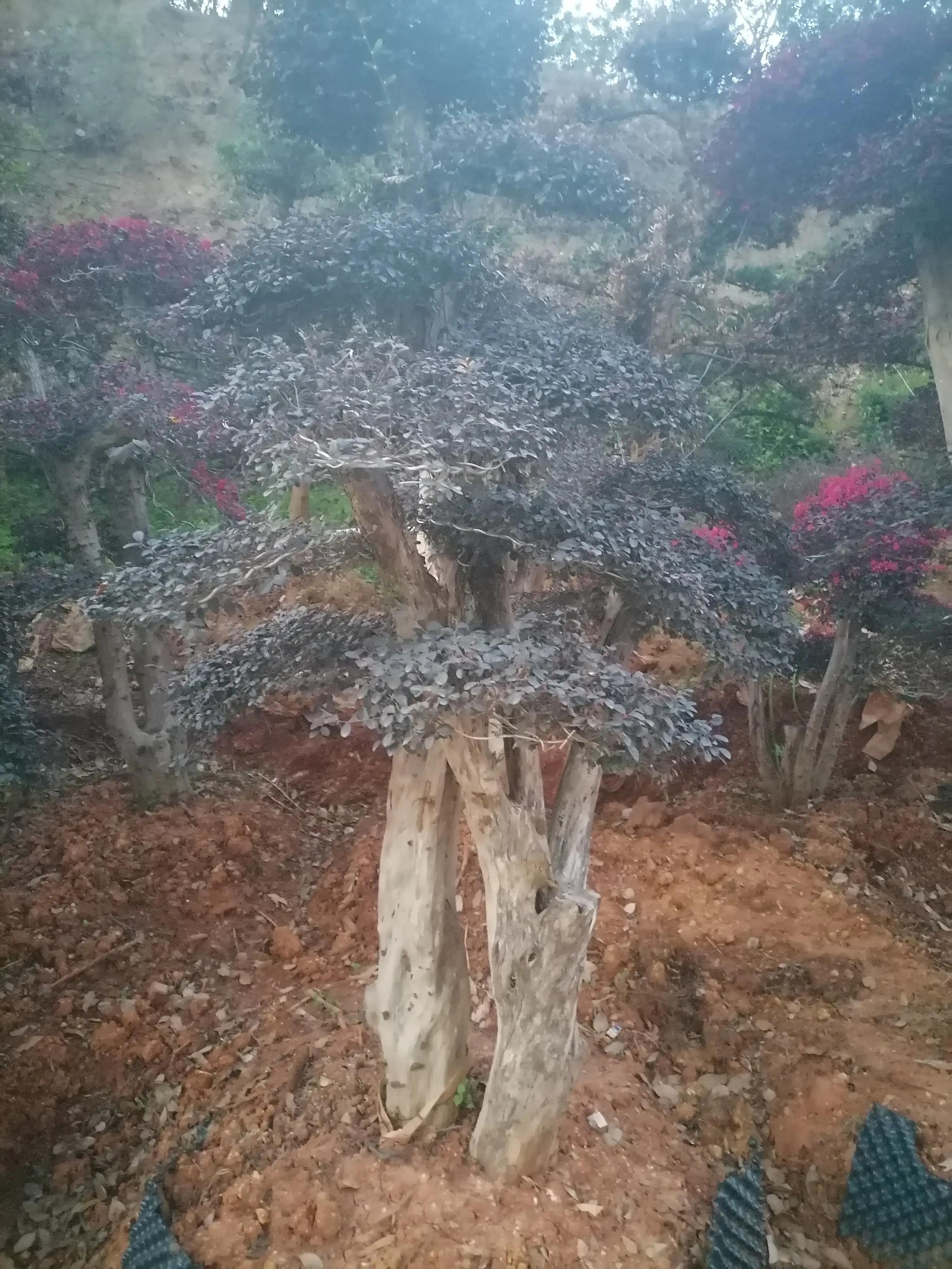 床上之痛（原创）