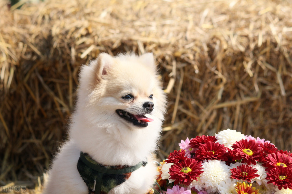 养博美犬前要注意什么细节,养博美犬的千万要注意这几件事