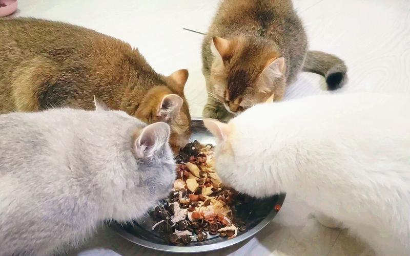 请问猫咪挑食吃什么猫粮最好,猫咪挑食不吃猫粮怎么纠正