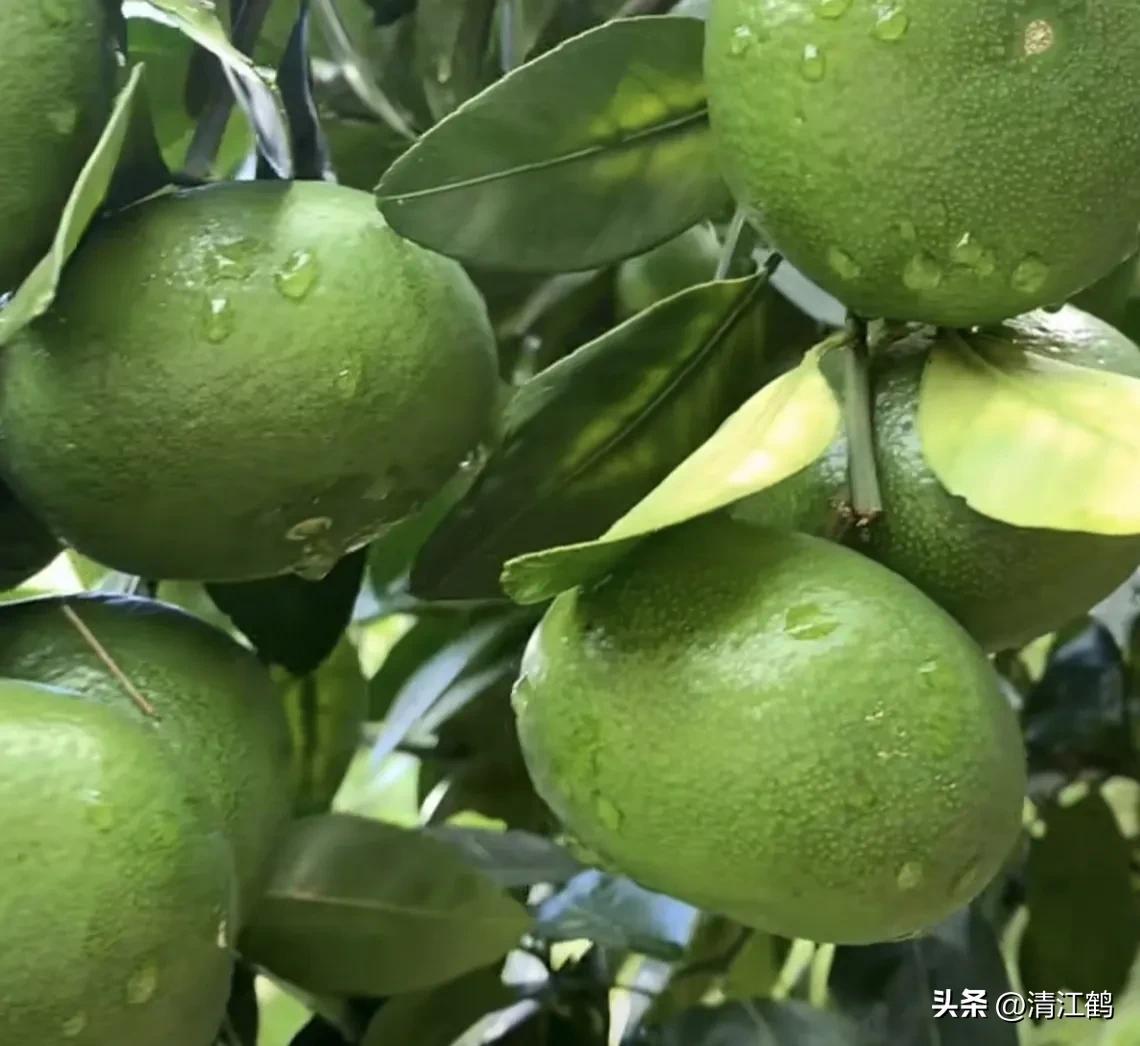 如何防柑橘成熟期低温落果,柑橘返青后怎样脱青