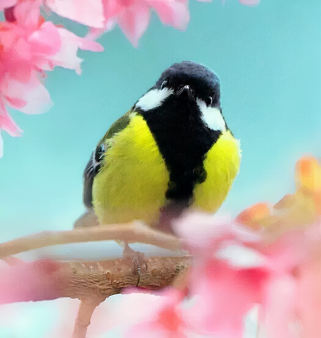 羽色最绚丽的鸟图片,鸟类雨后飞翔照片