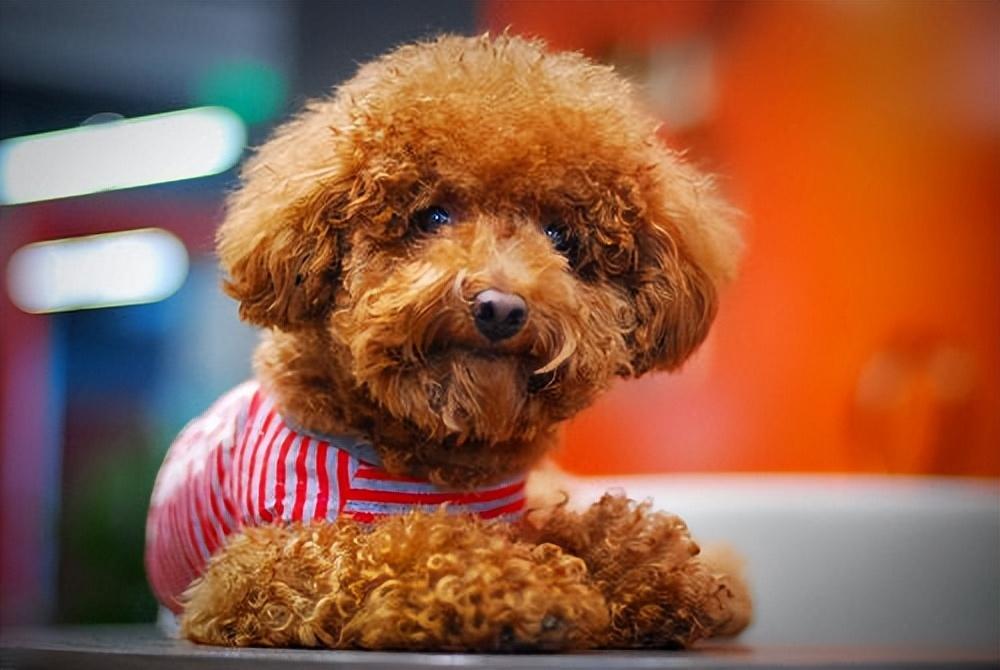 这6种狗狗别养，谁养谁崩溃，别不信