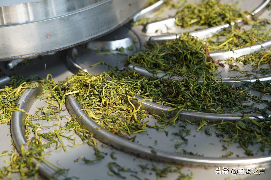 景迈山制茶,全国首条智能制茶工在景迈山上岗