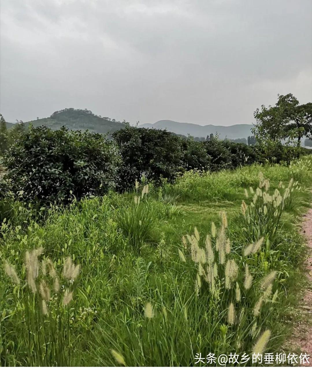 追牛族牛仔骨,追击者32集全集免费