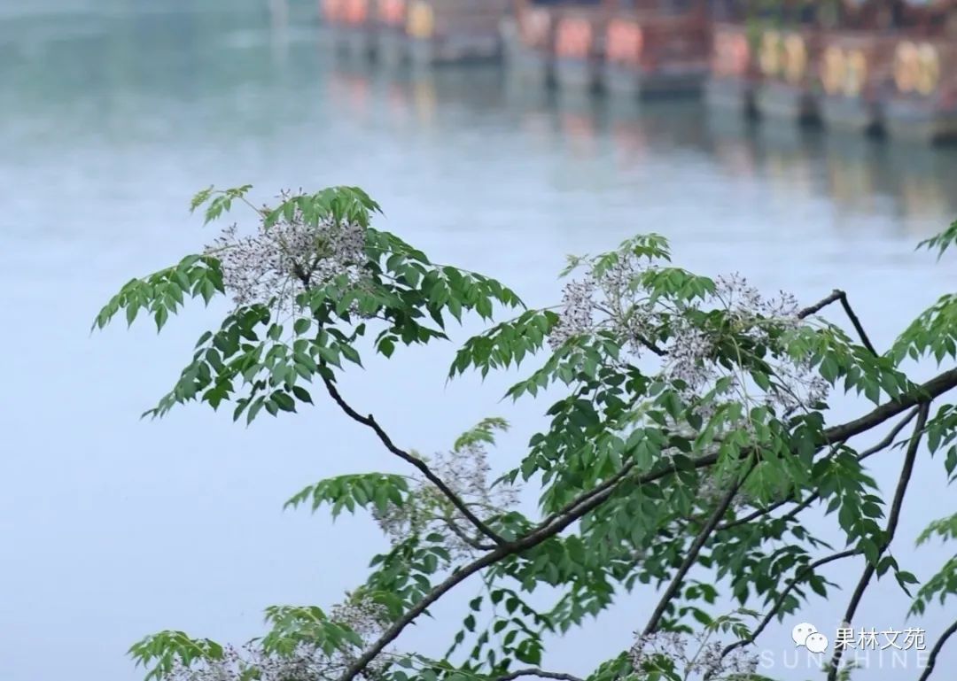 怀念槐花的诗句,五律咏槐花