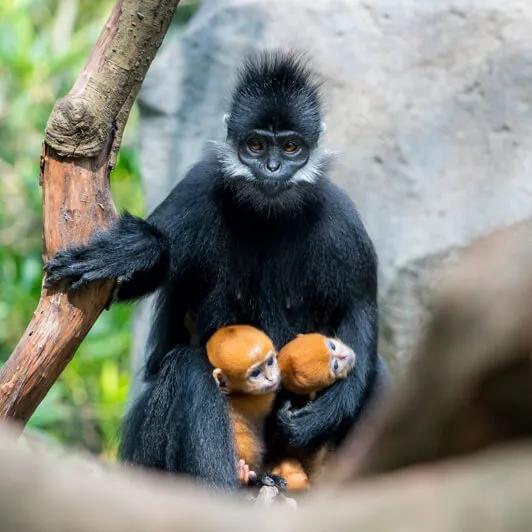 广州长隆野生动物世界有大象吗,广州长隆野生动物世界有多少动物