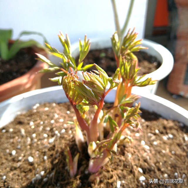 在家养棵发财树寓意着日进斗金,家里养哪些树越老越值钱